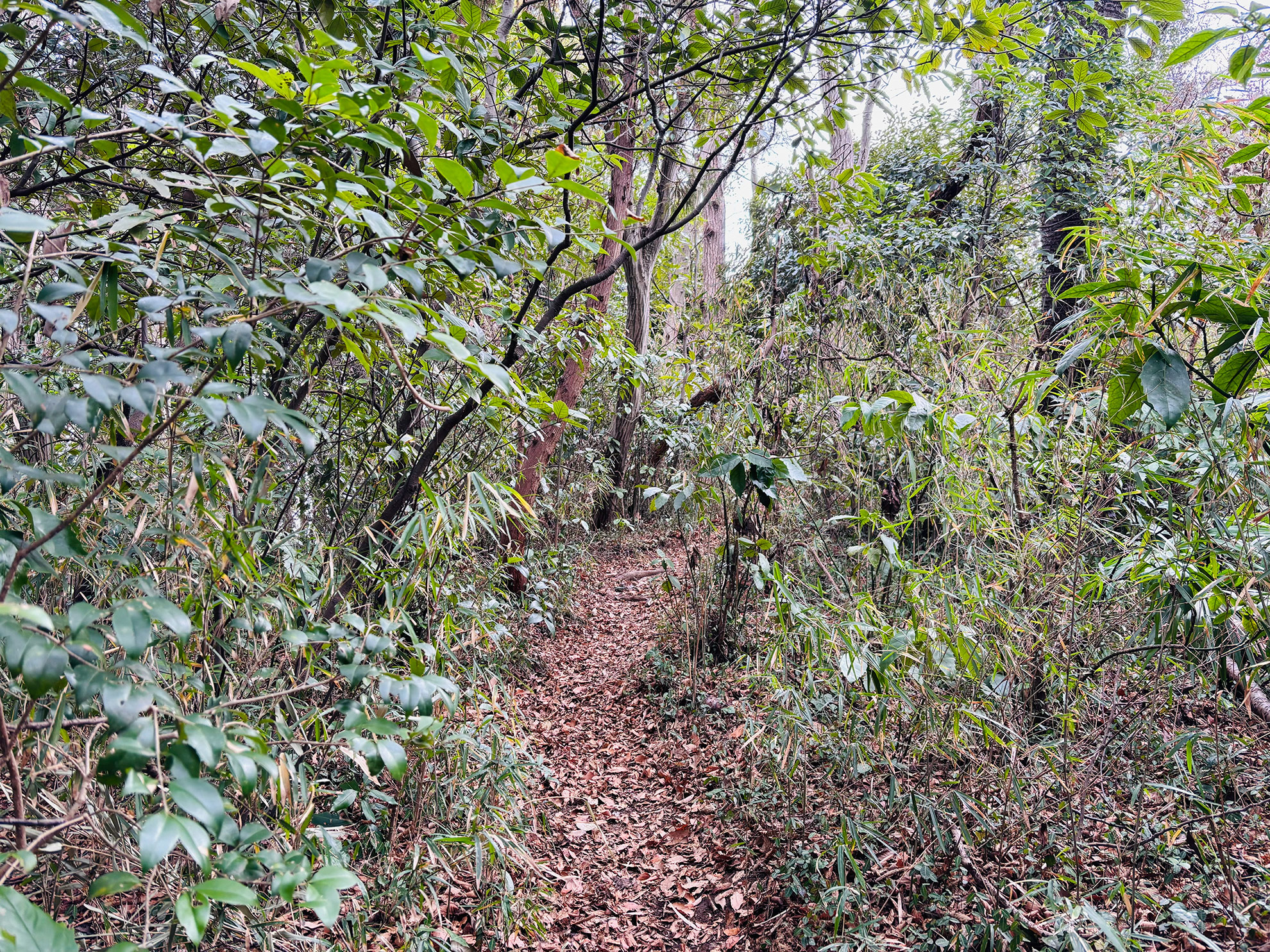ハイキングコースの山道