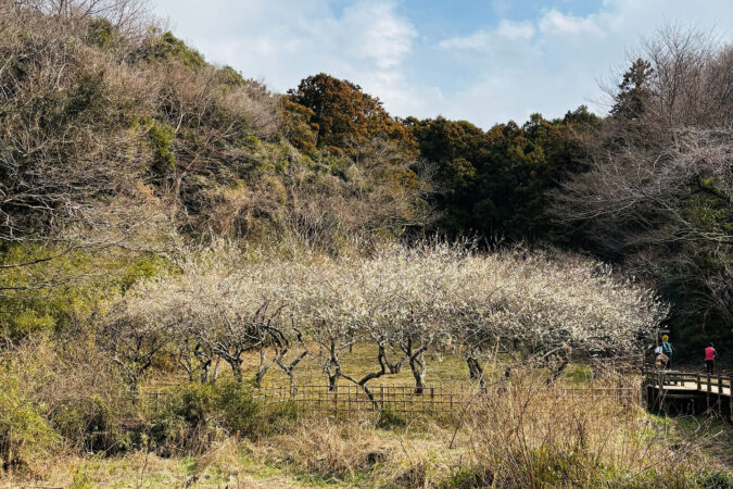 自然の中で深呼吸。親子で楽しむ「鎌倉中央公園」。