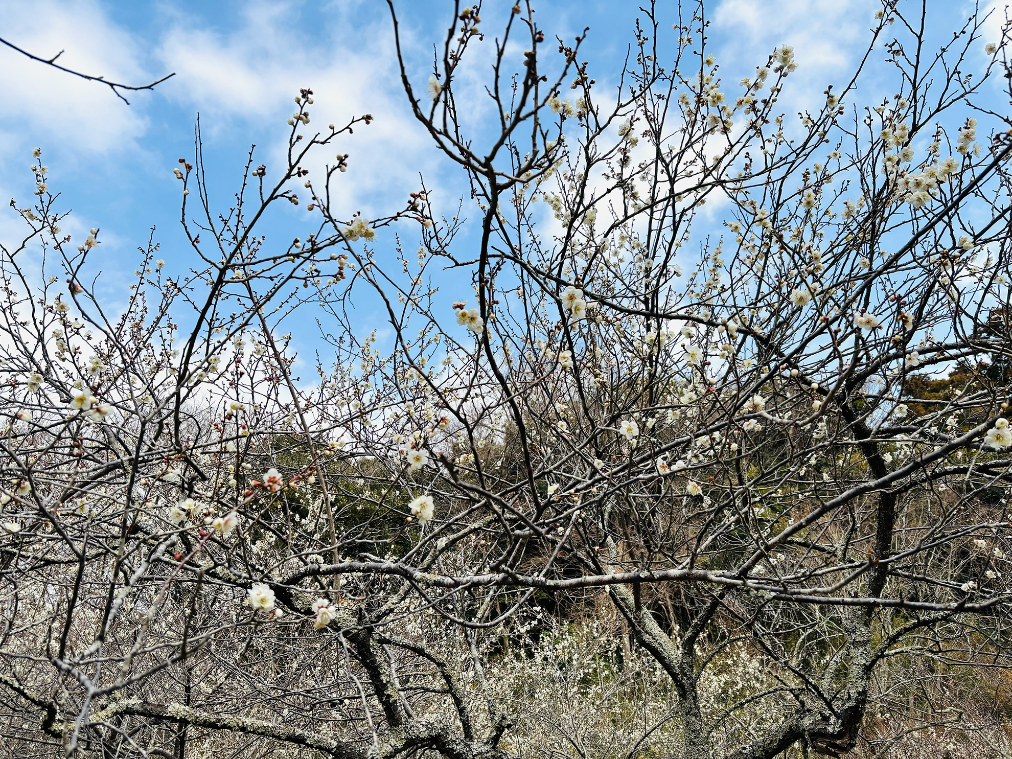 白くてかわいい梅の花