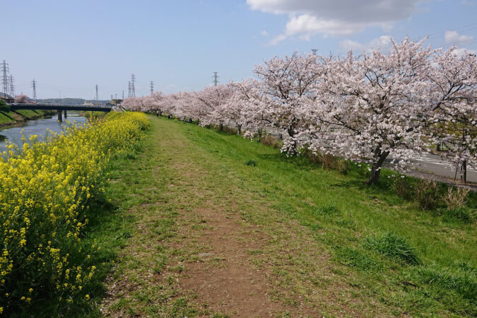 海の街で見つけた、春のピンクのトンネル。