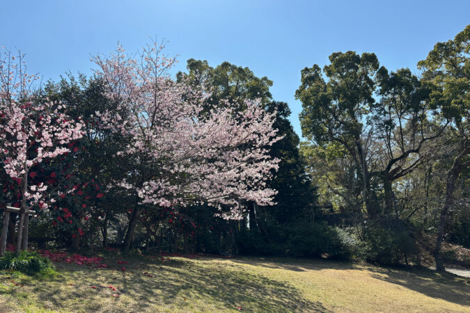 椿とヤマザクラが彩る、源氏山公園の春さんぽ。