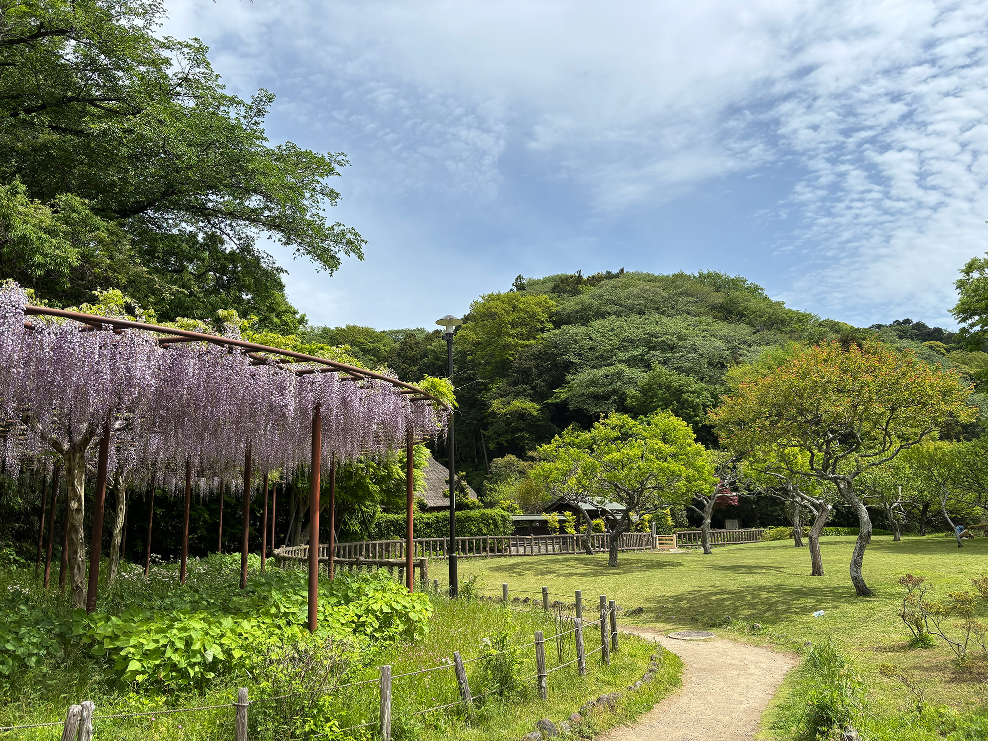 花と風に癒されて。藤沢・新林公園で過ごす春時間。